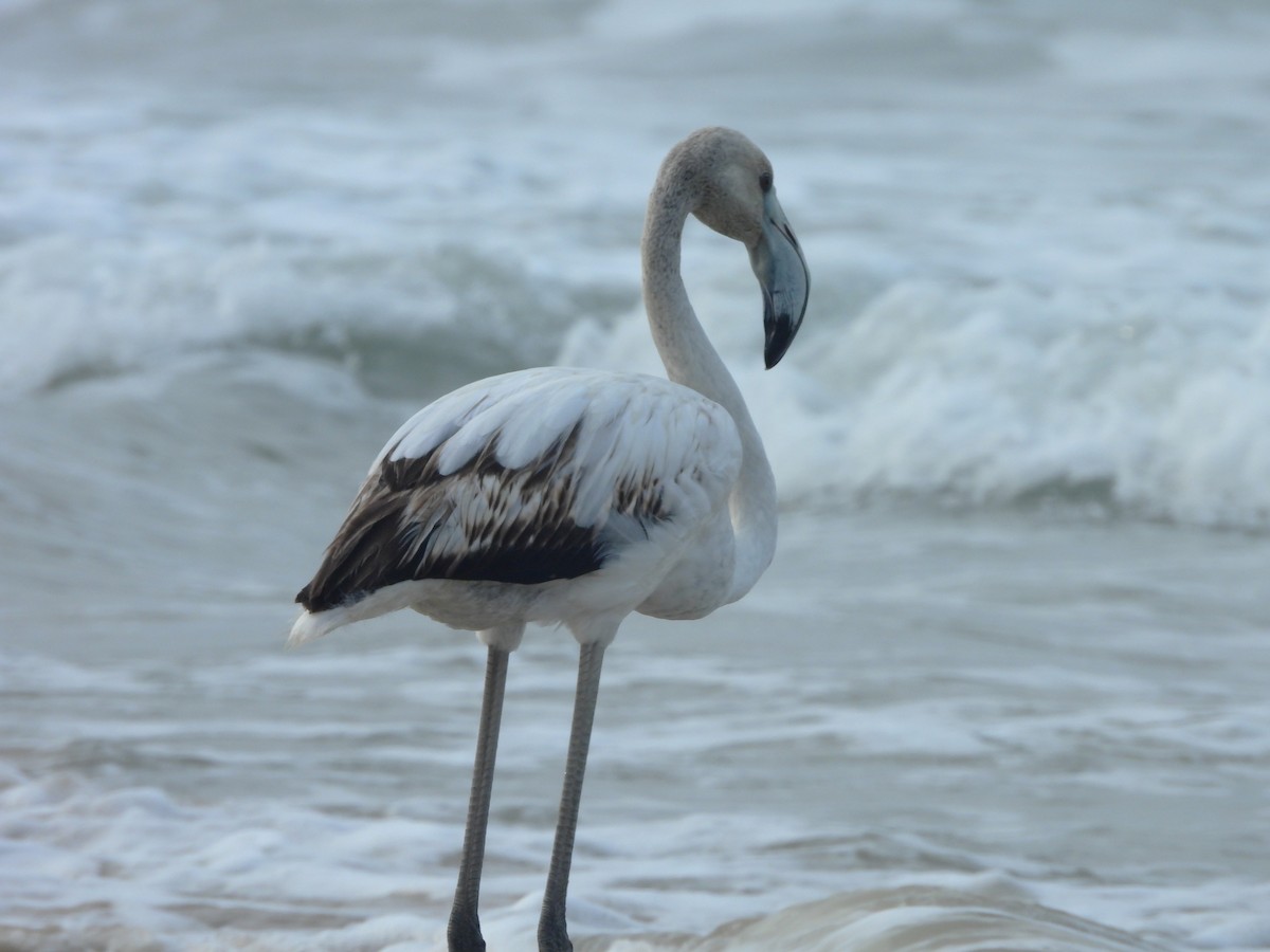 Greater Flamingo - ML645832199