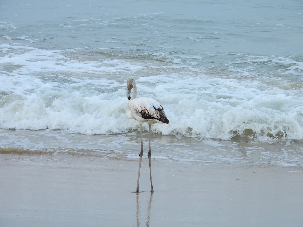 Greater Flamingo - ML645832201