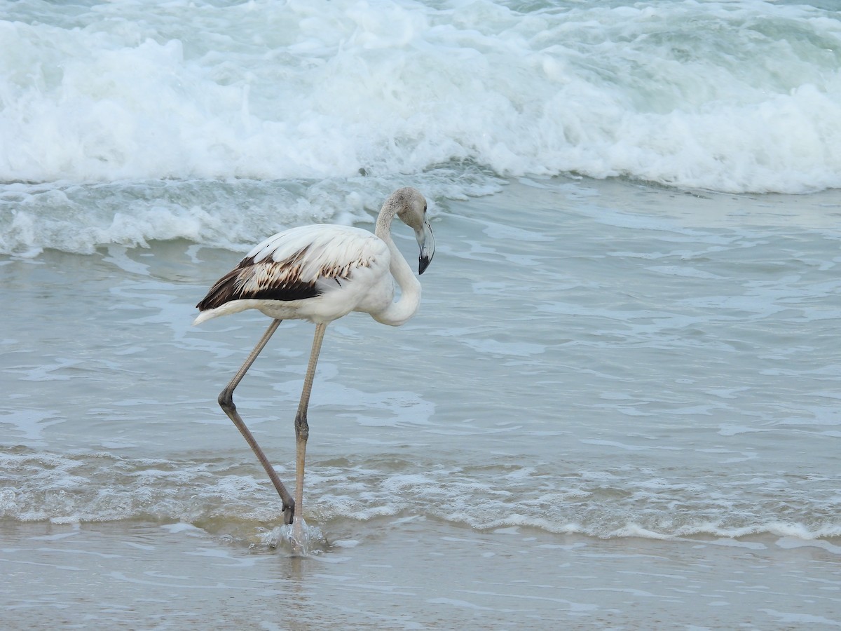 Greater Flamingo - ML645832202