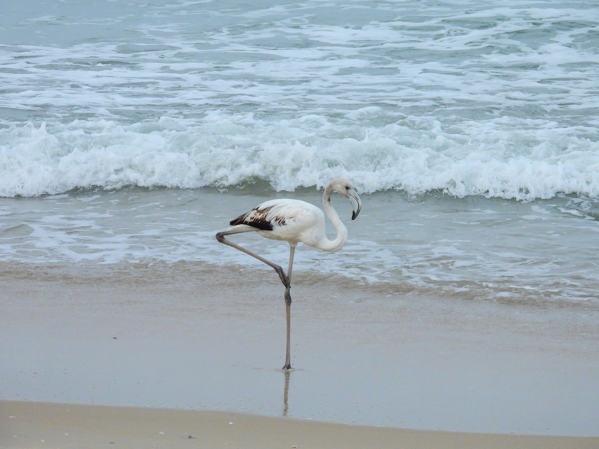 Greater Flamingo - ML645832203