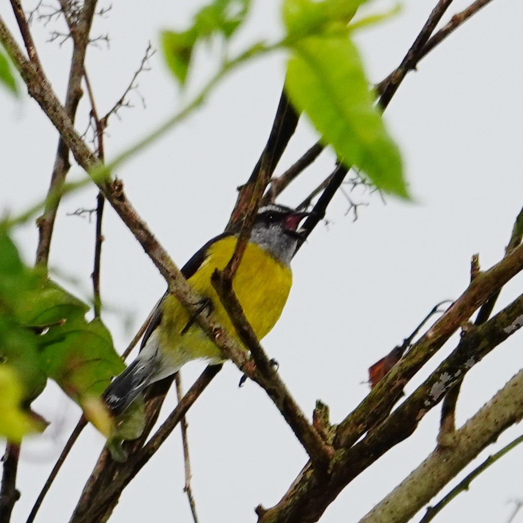 Bananaquit - ML645832204