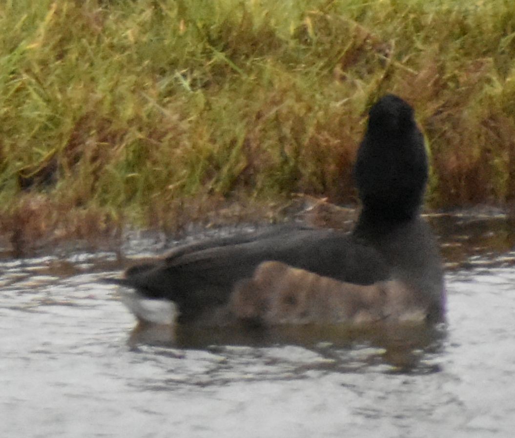 Tufted Duck - ML645832206