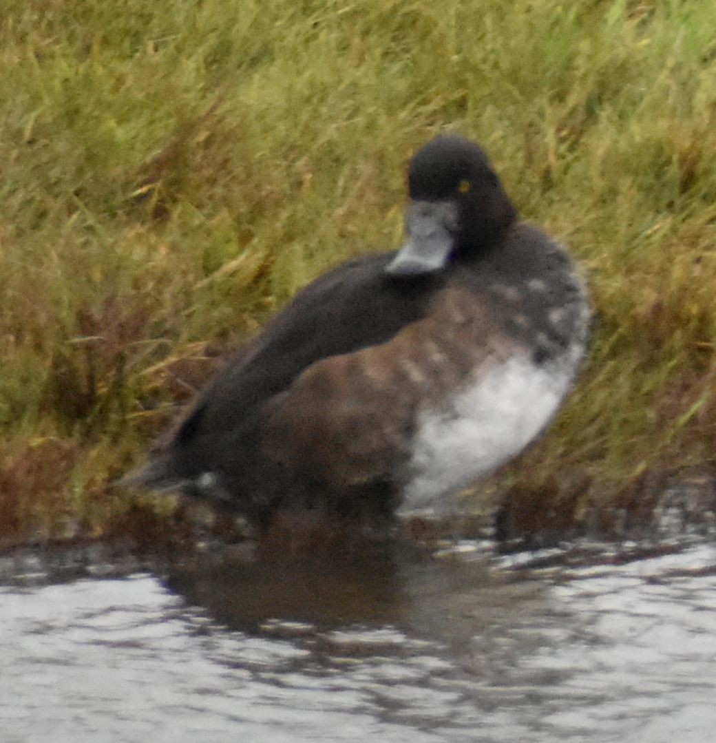 Tufted Duck - ML645832207