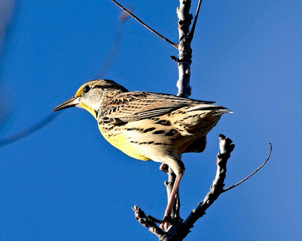 Eastern Meadowlark - ML645832210