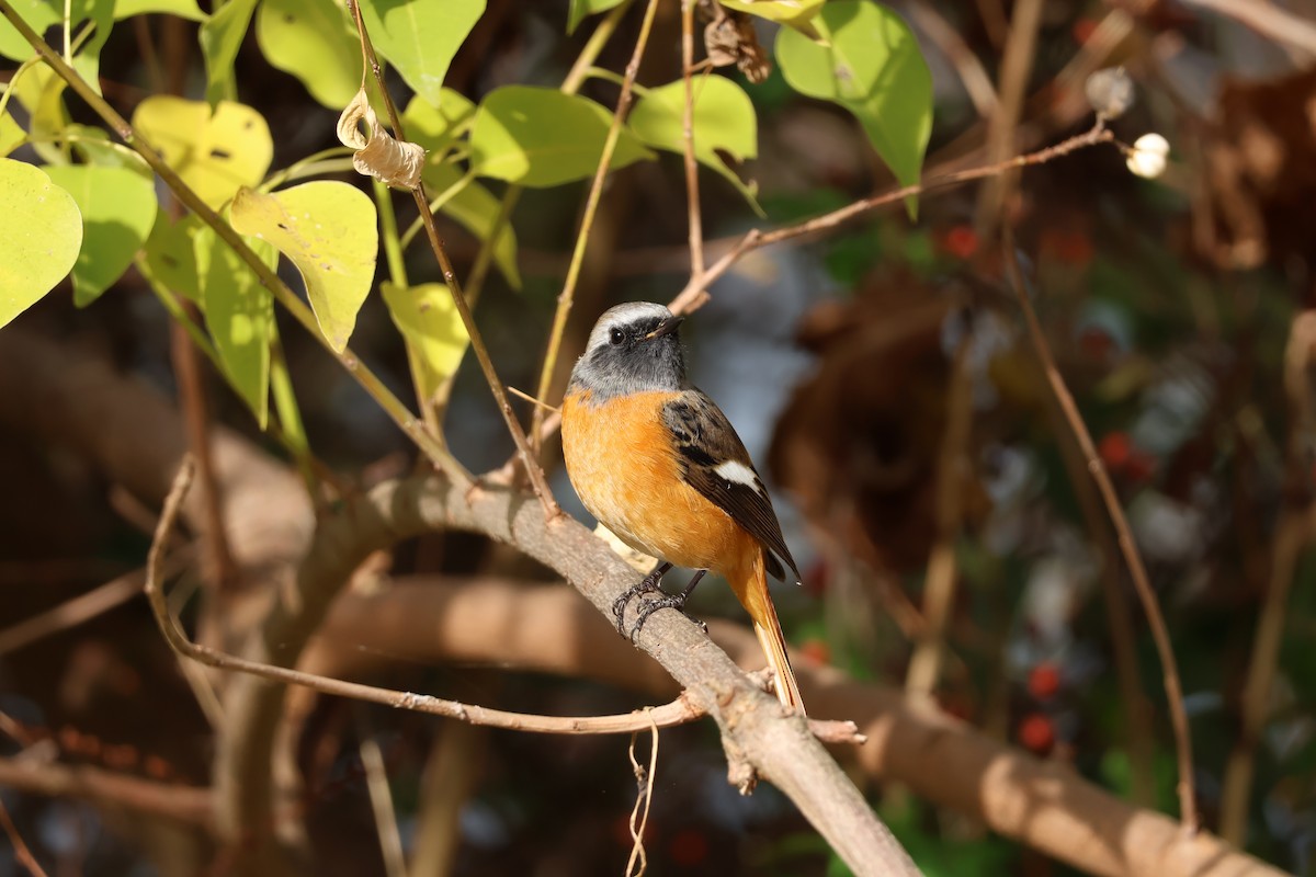 Daurian Redstart - ML645832212