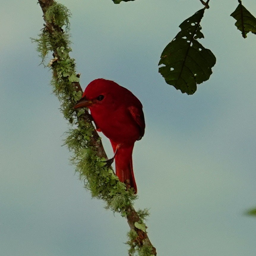 Summer Tanager - ML645832213