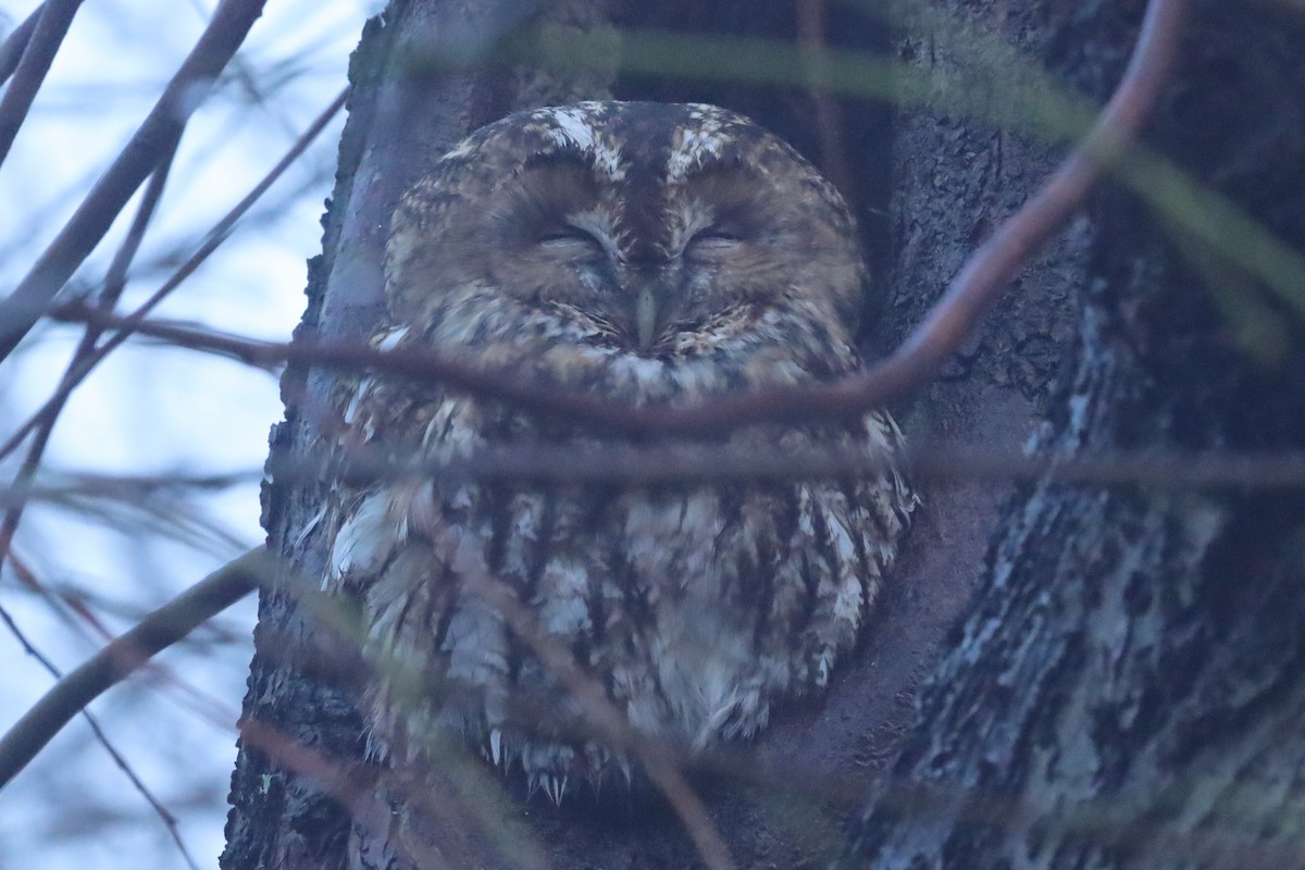 Tawny Owl - ML645832214