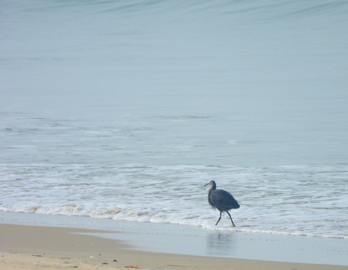 Western Reef-Heron - ML645832215