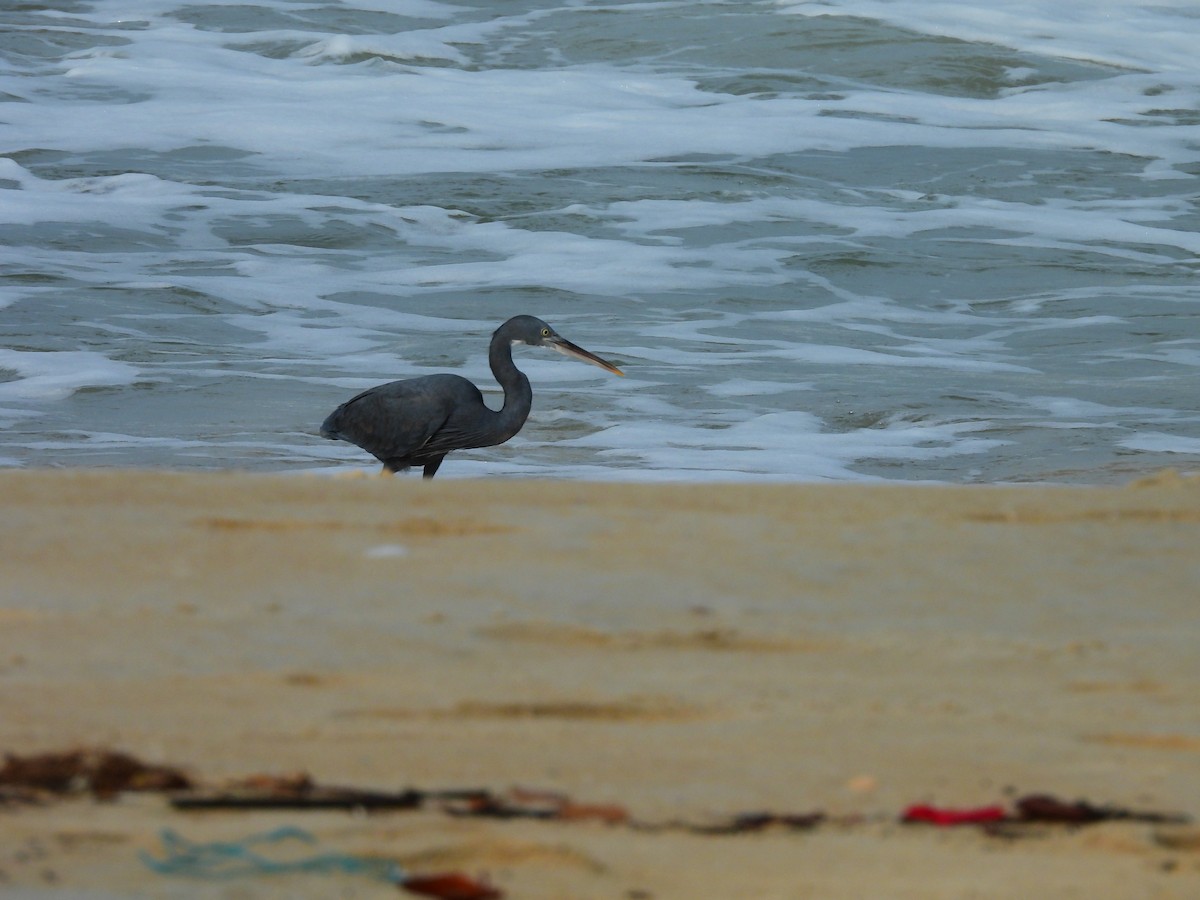 Western Reef-Heron - ML645832216