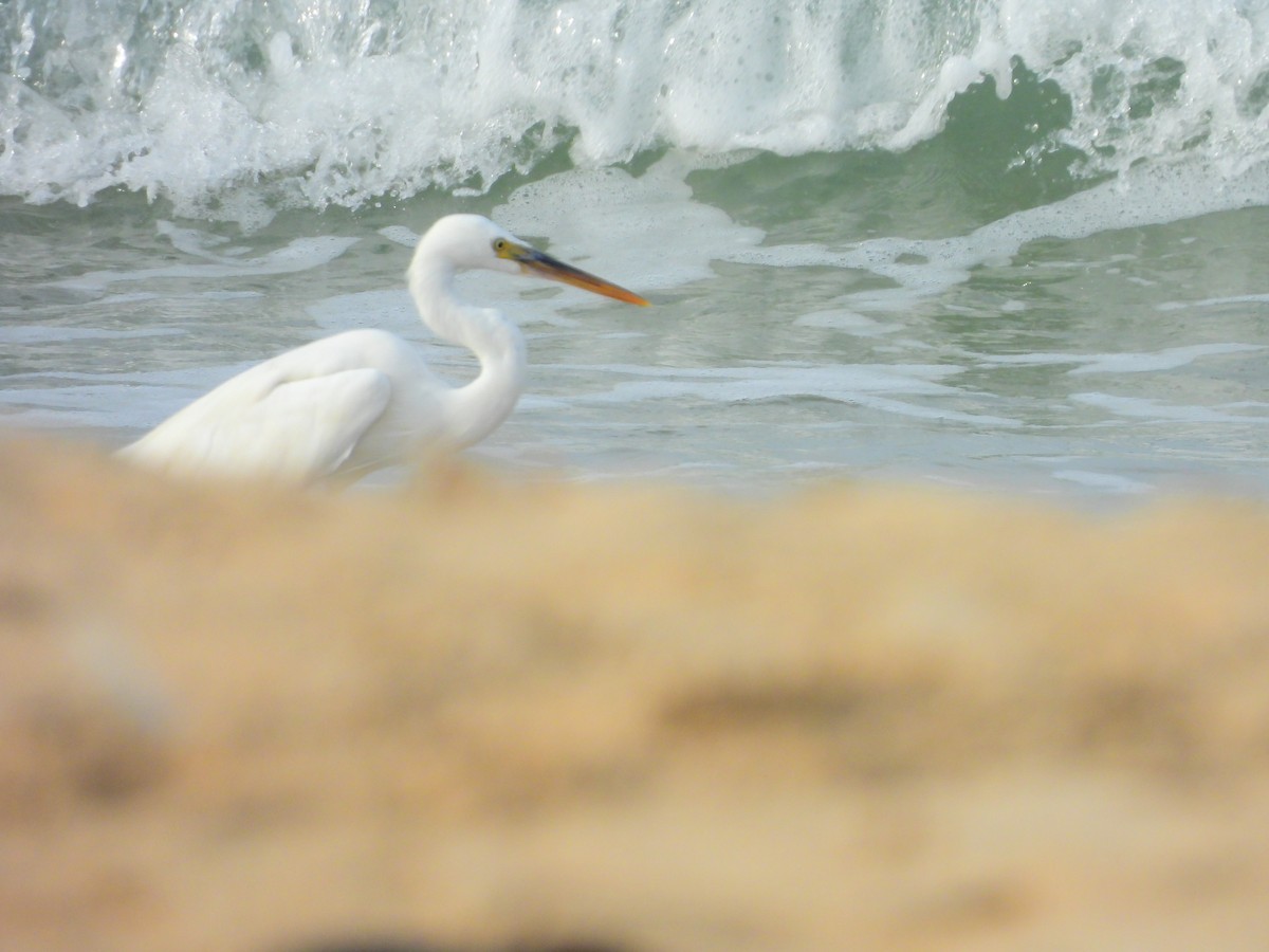 Western Reef-Heron - ML645832217