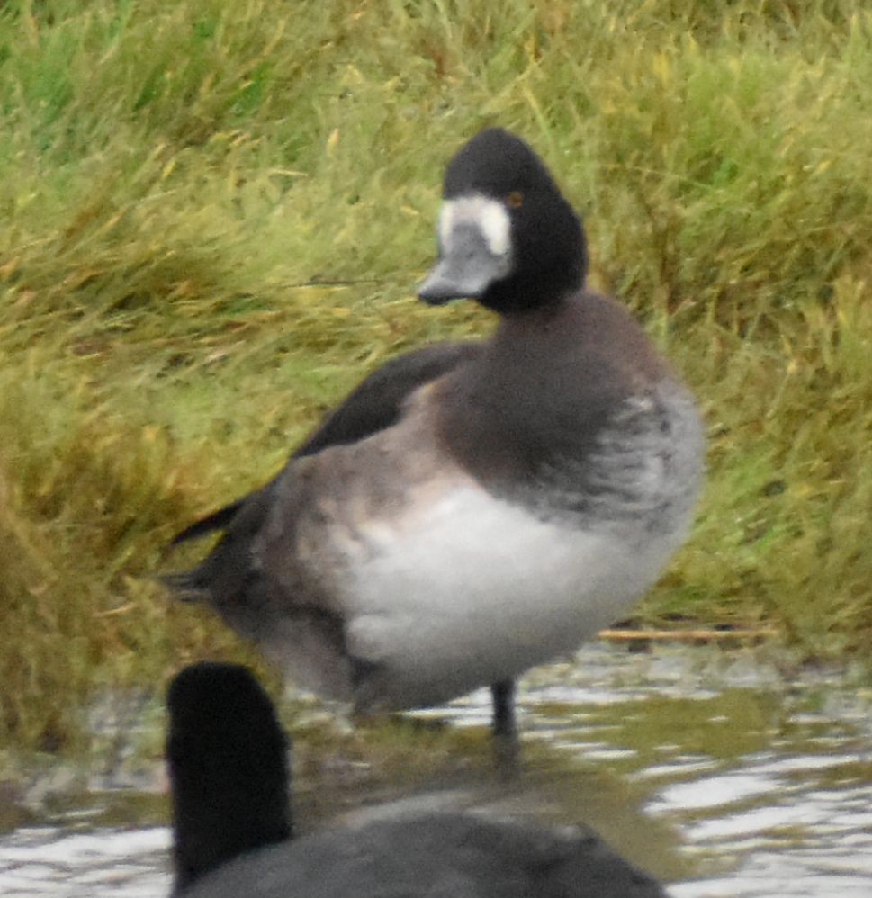 Greater Scaup - ML645832219