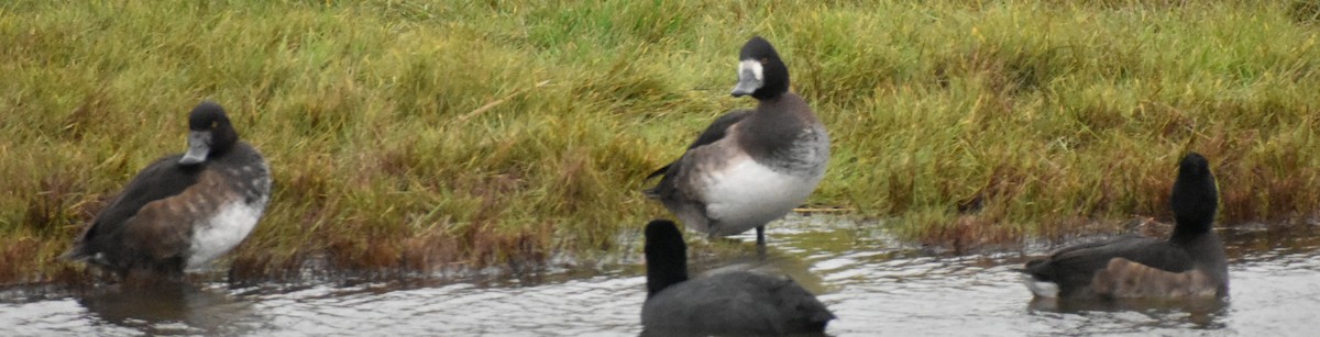 Greater Scaup - ML645832220