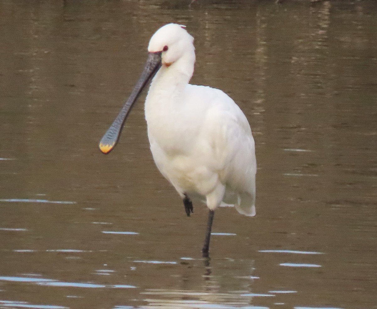 Eurasian Spoonbill - ML645832222