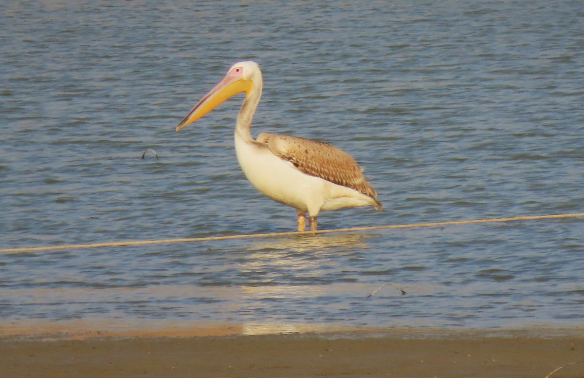 Great White Pelican - ML645832227