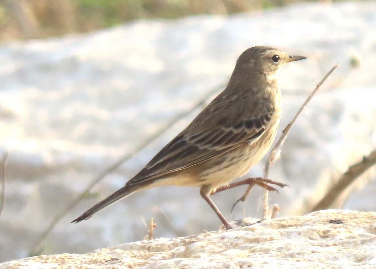 Water Pipit - ML645832233