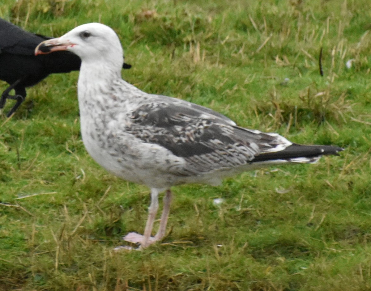 Great Black-backed Gull - ML645832253