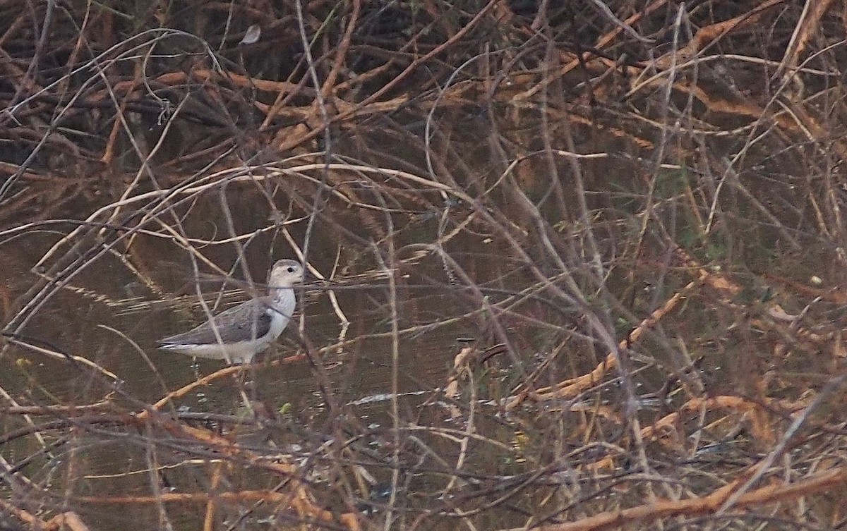 Marsh Sandpiper - ML645832254