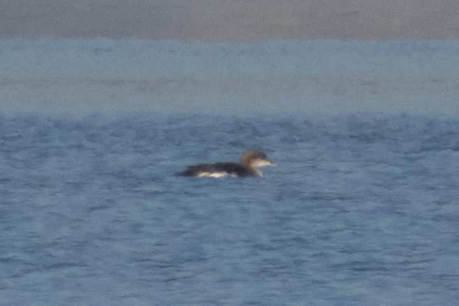 Arctic Loon - ML645832276