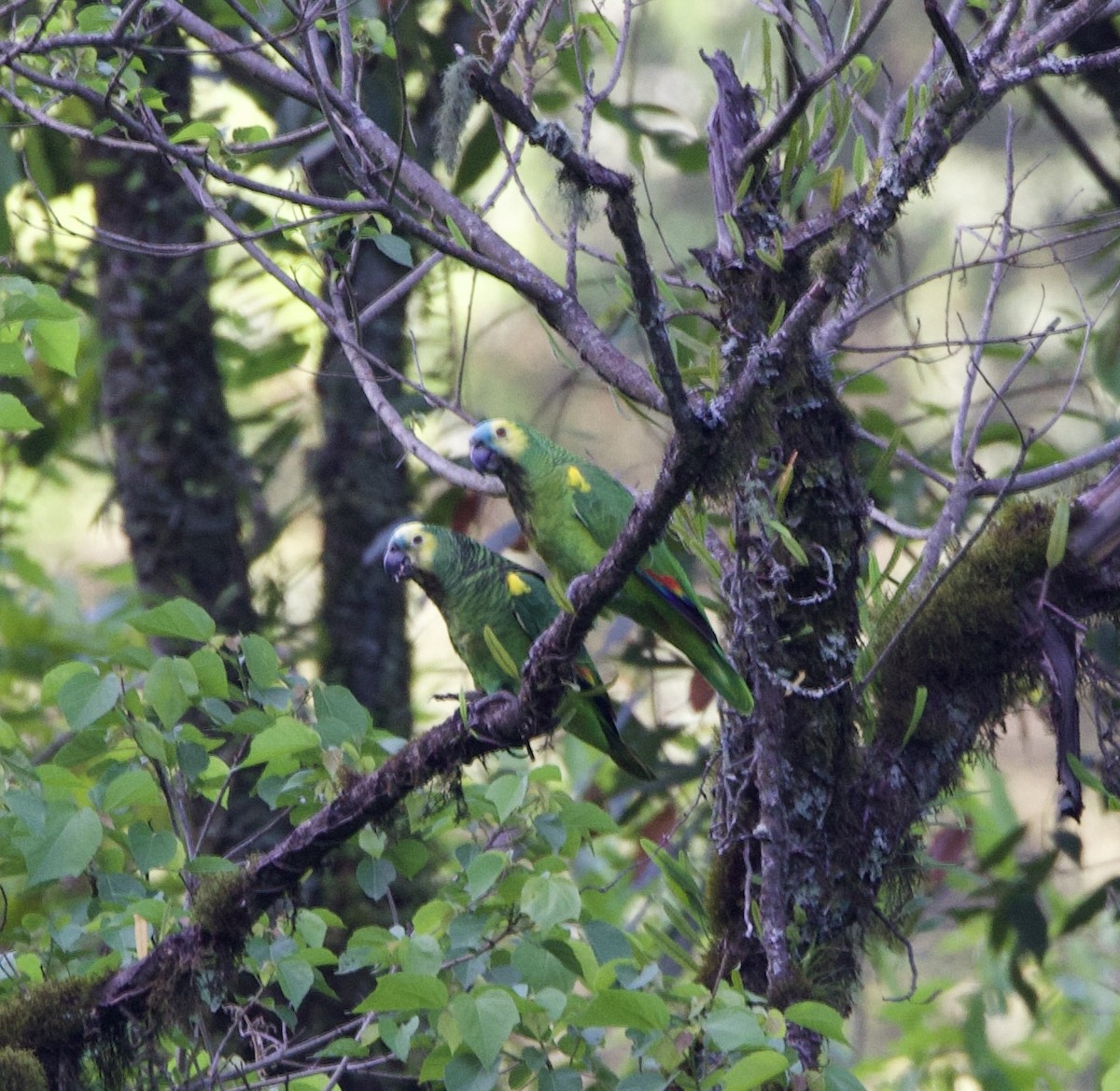 Amazona Frentiazul - ML645832284