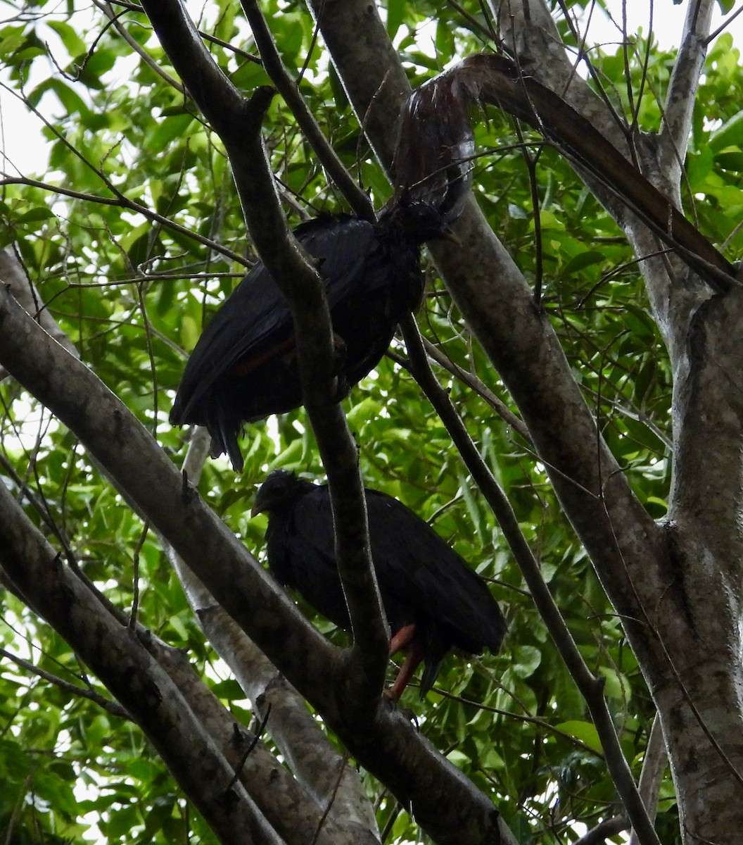 Orange-footed Megapode - ML645832291