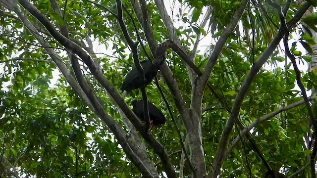 Orange-footed Megapode - ML645832292
