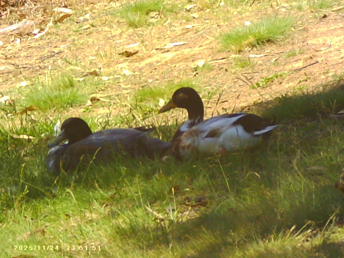 Mallard (Domestic type) - ML645832294