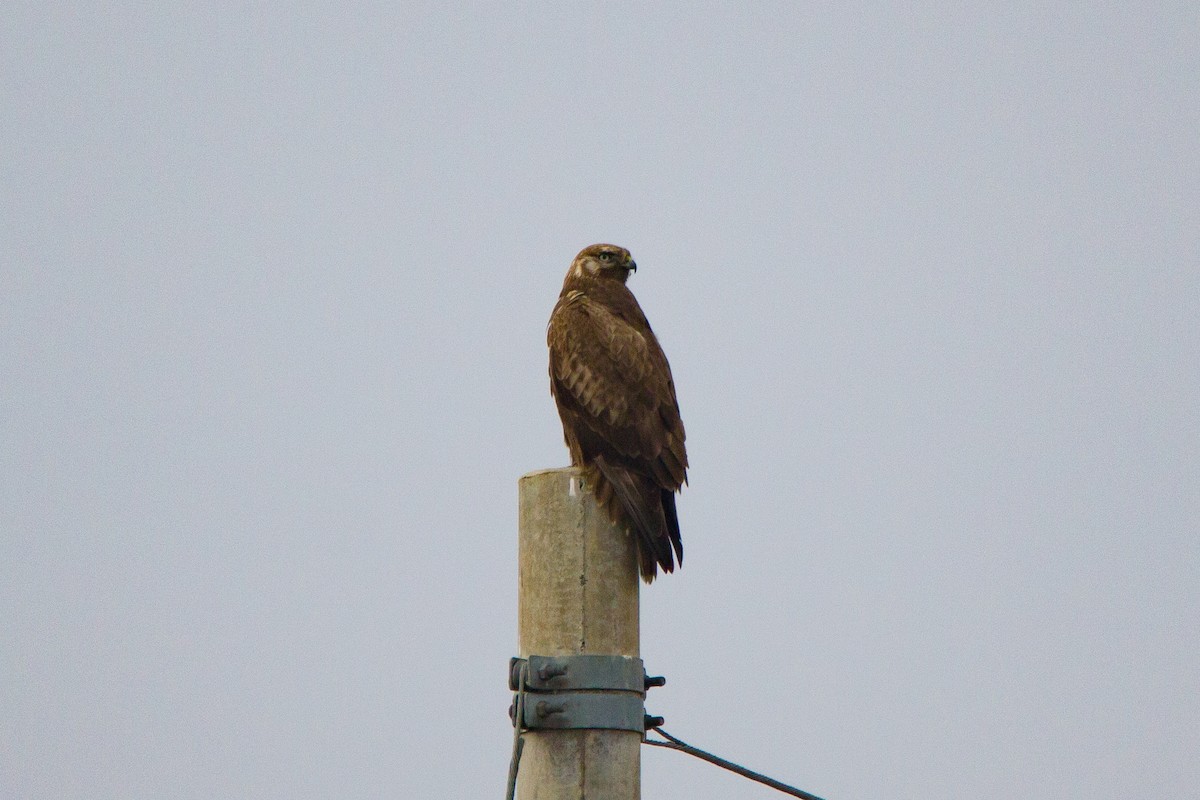 Upland Buzzard - ML645832297