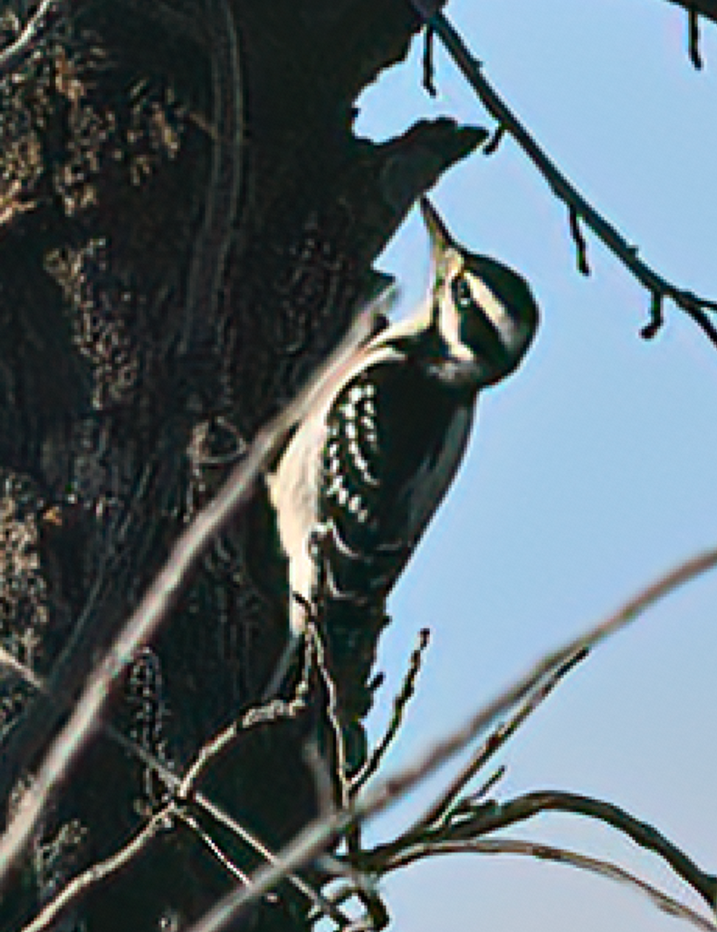 Downy Woodpecker - ML645832304
