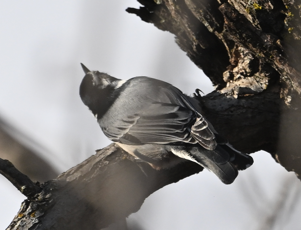 White-breasted Nuthatch - ML645832313