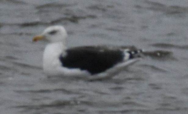 Great Black-backed Gull - ML645832318