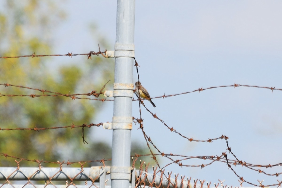 Vermilion Flycatcher - ML645832323