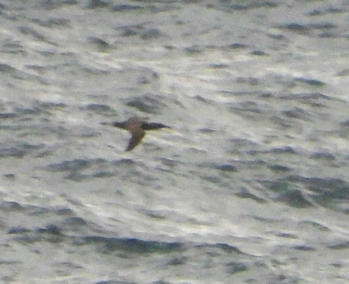 Northern Gannet - ML645832326