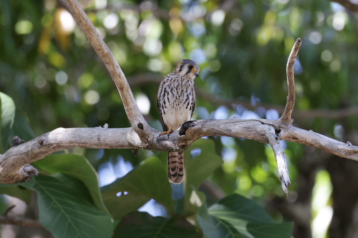 American Kestrel - ML645832329