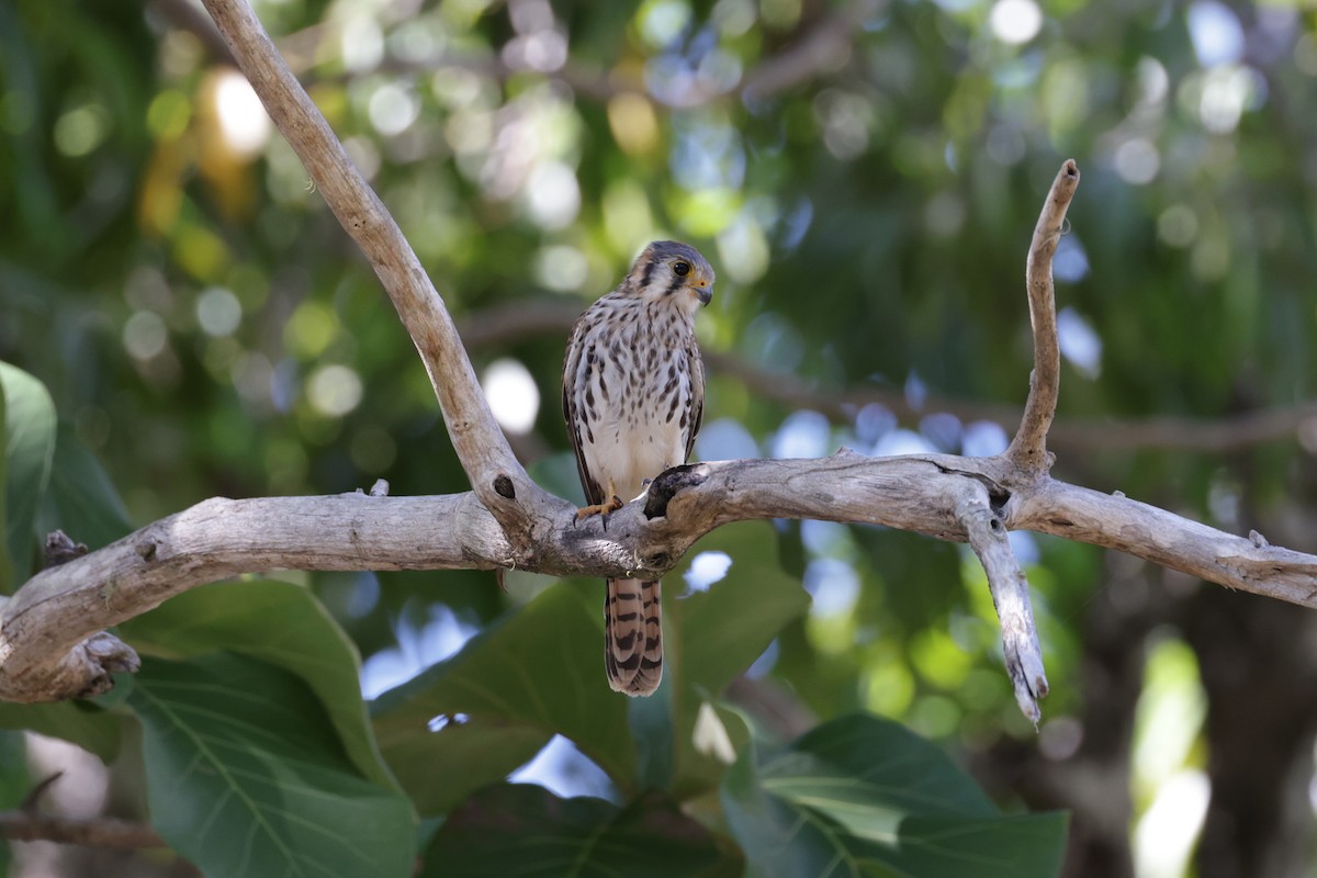 American Kestrel - ML645832330