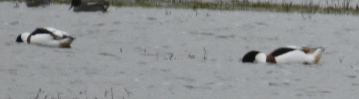 Common Shelduck - ML645832338