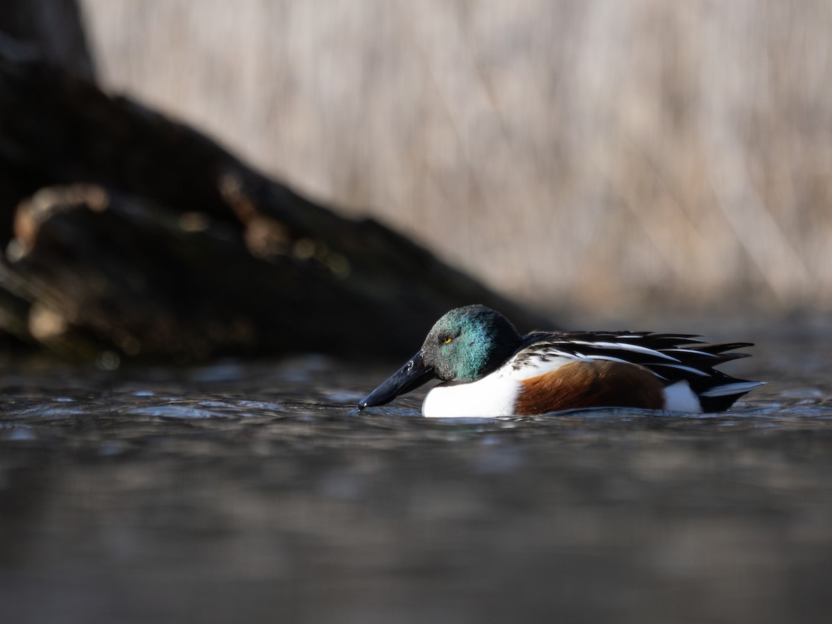 Northern Shoveler - ML645832339