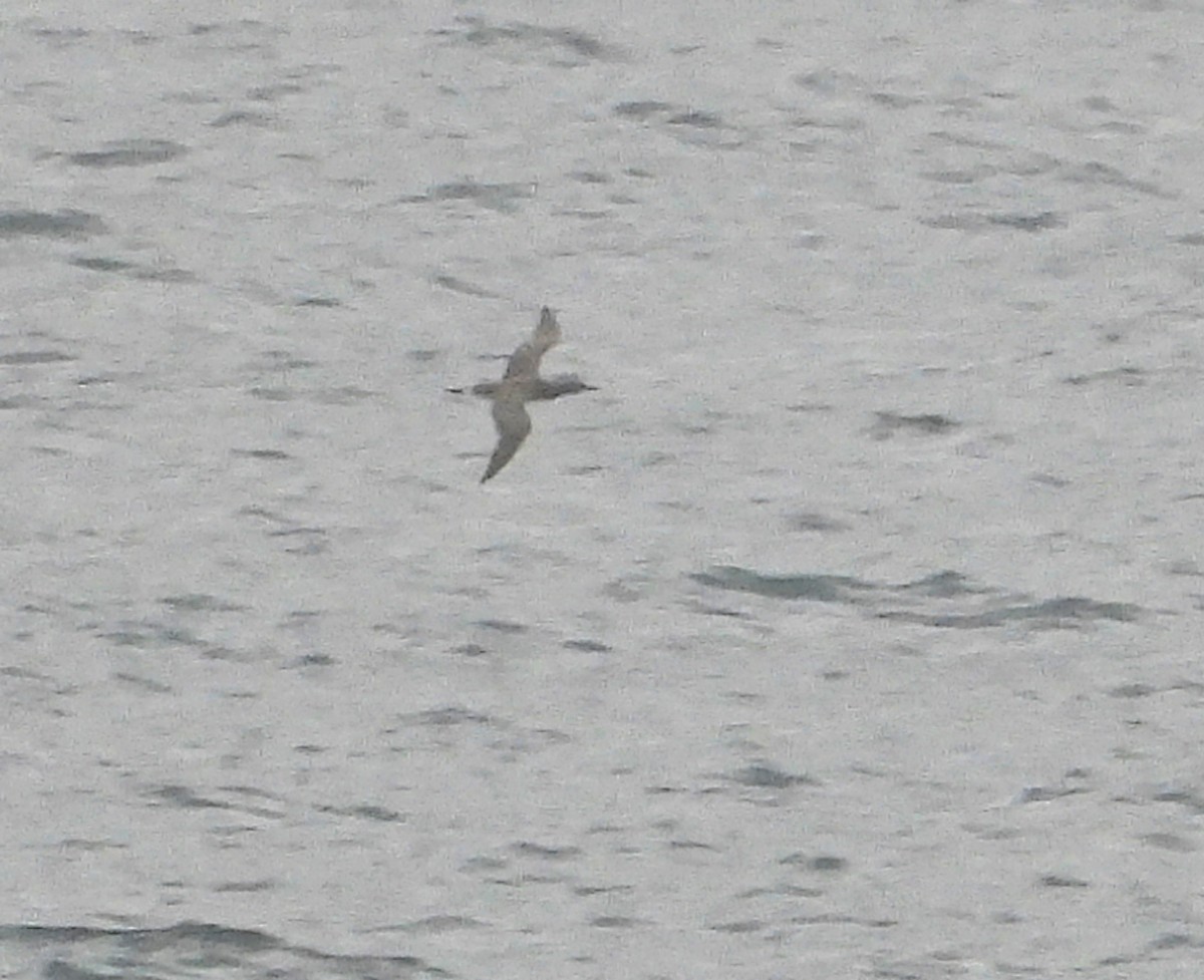 Northern Gannet - ML645832340