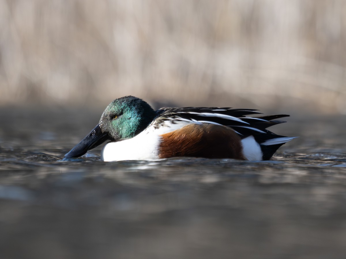 Northern Shoveler - ML645832342