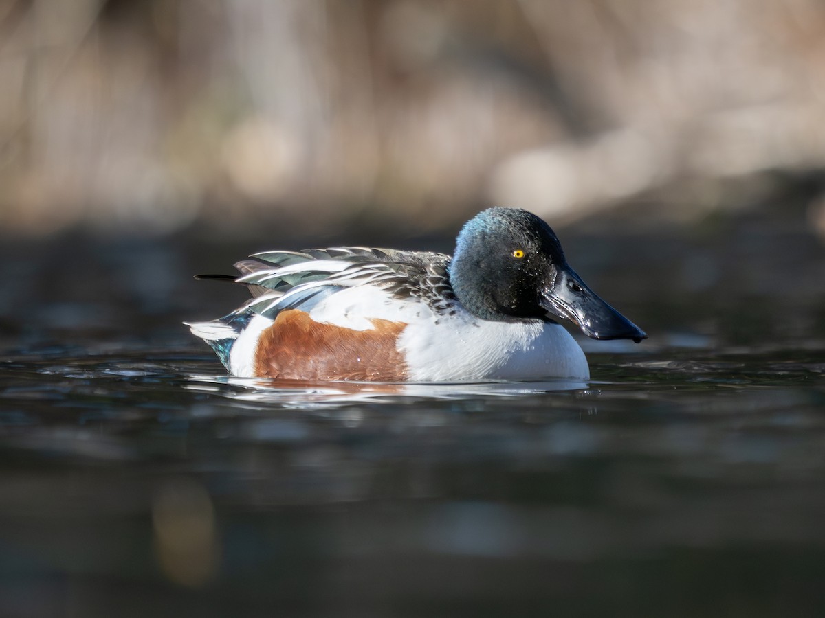 Northern Shoveler - ML645832344