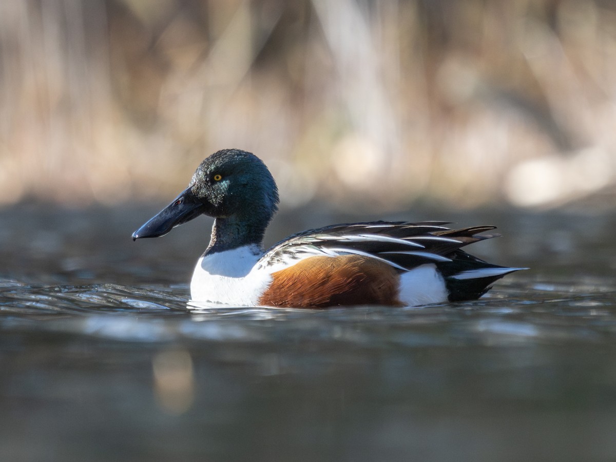 Northern Shoveler - ML645832345