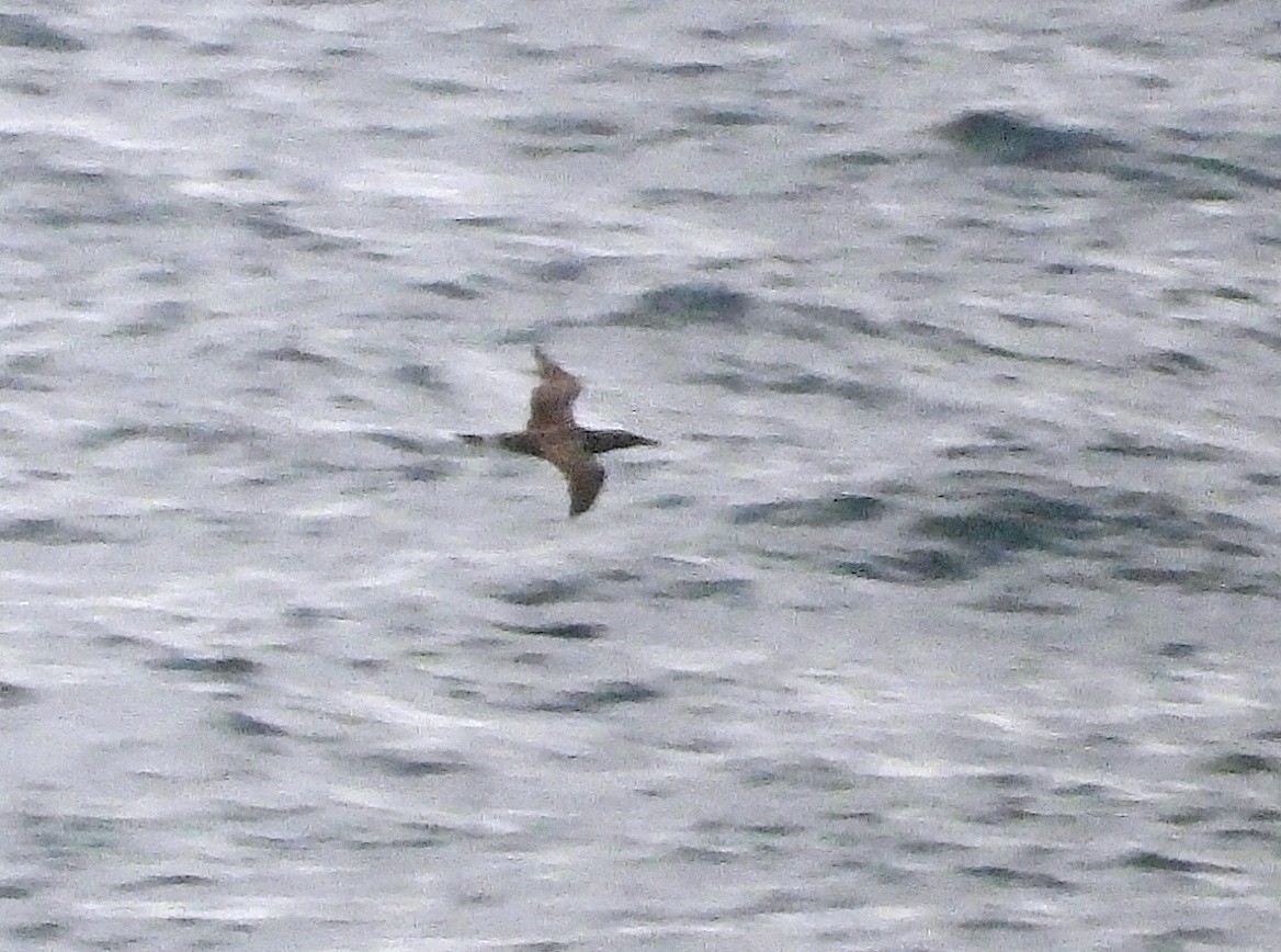 Northern Gannet - ML645832346