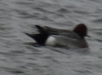 Eurasian Wigeon - ML645832347
