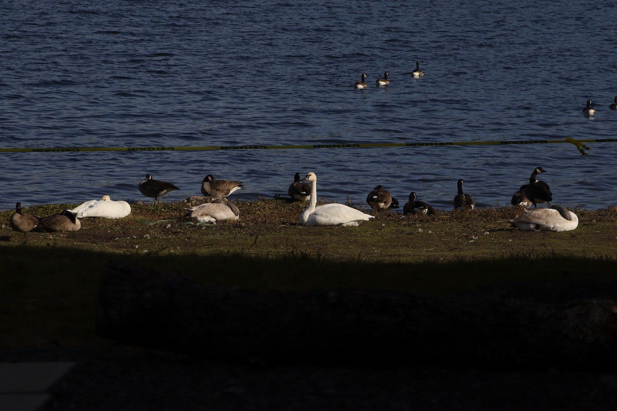 Trumpeter Swan - ML645832348
