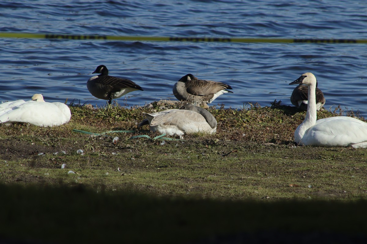 Trumpeter Swan - ML645832349