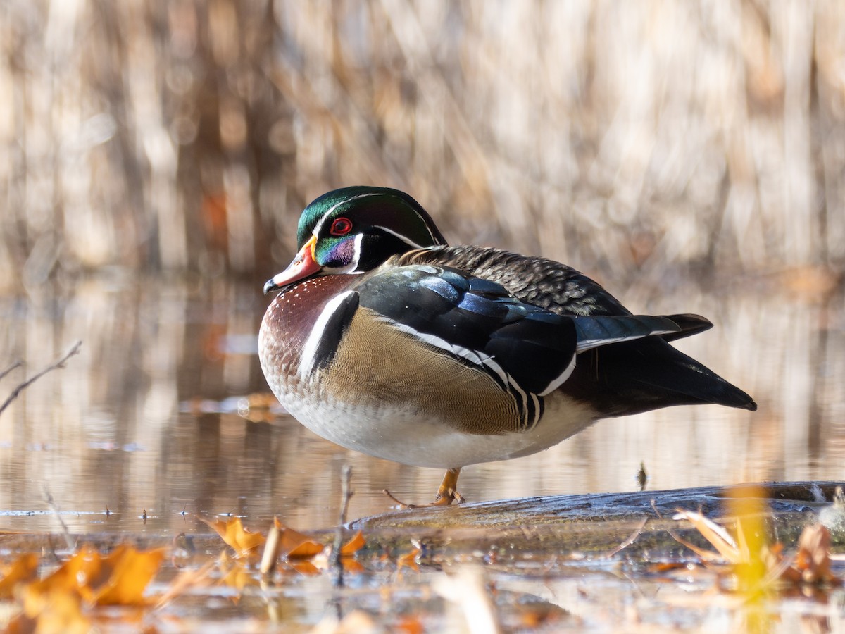 Wood Duck - ML645832350