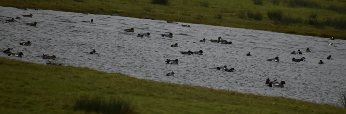 Eurasian Wigeon - ML645832351