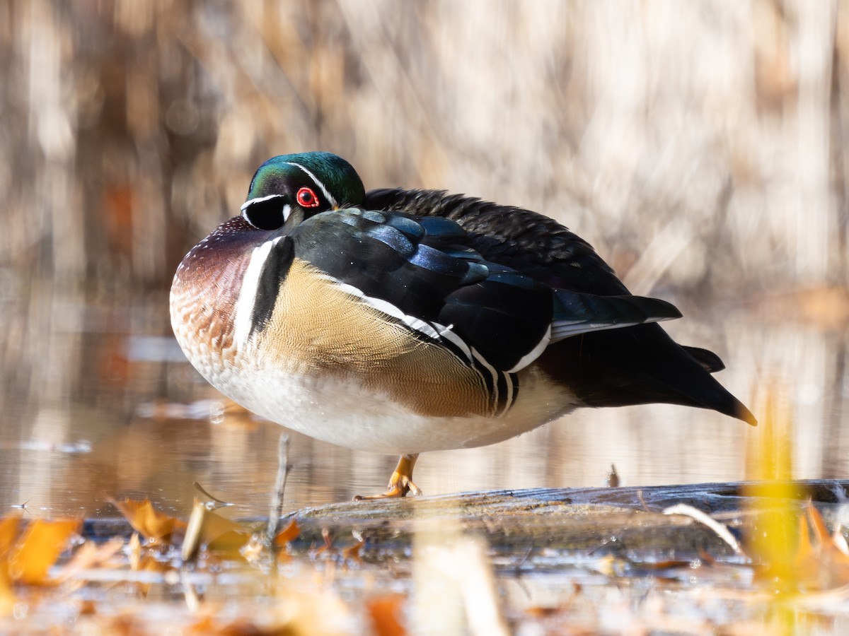Wood Duck - ML645832352