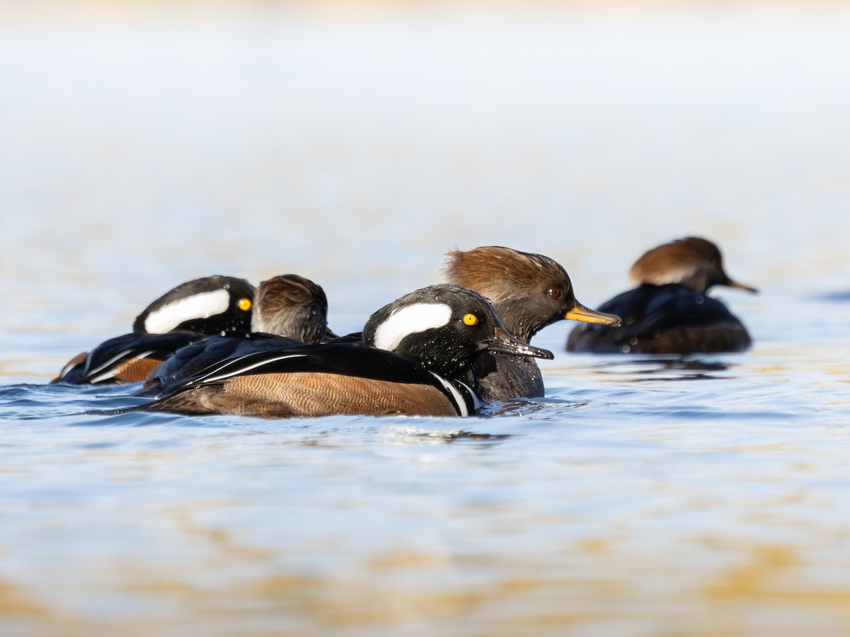 Hooded Merganser - ML645832353