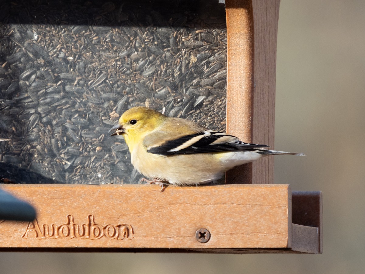 American Goldfinch - ML645832356