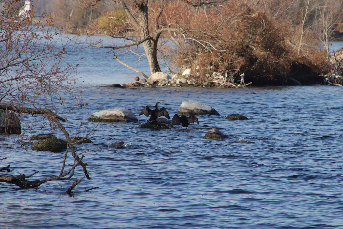 Double-crested Cormorant - ML645832357